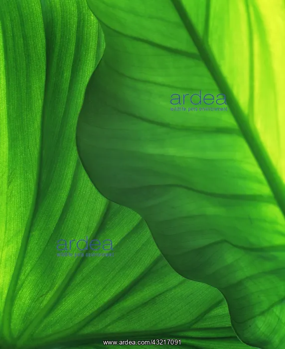 : Leaf, Green subject : Leaf, Green subject