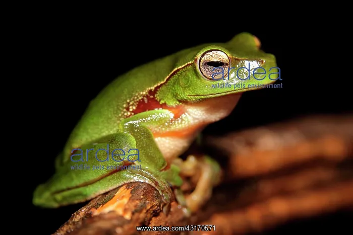 : Leaf green tree frog (Litoria phyllochroa), Australia : Leaf green tree frog (Litoria phyllochroa), Australia