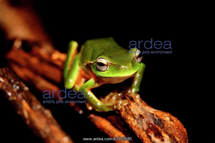 : Leaf green tree frog (Litoria phyllochroa), Australia : Leaf green tree frog (Litoria phyllochroa), Australia