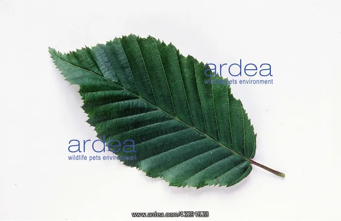 : LEAF - Hornbeam : LEAF - Hornbeam