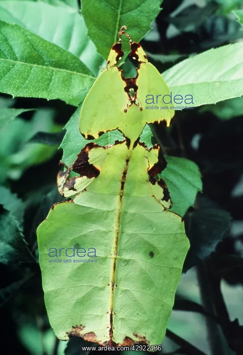 : Leaf Insect : Leaf Insect