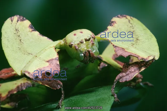 : Leaf Insect : Leaf Insect