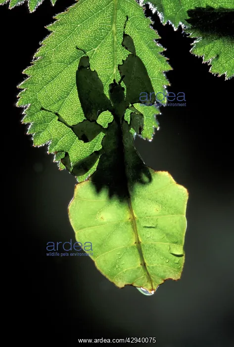 : Leaf Insect : Leaf Insect
