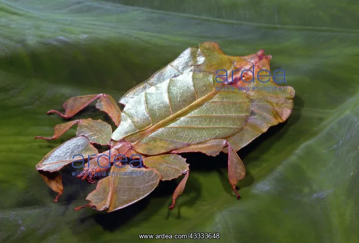 : Leaf Insect : Leaf Insect