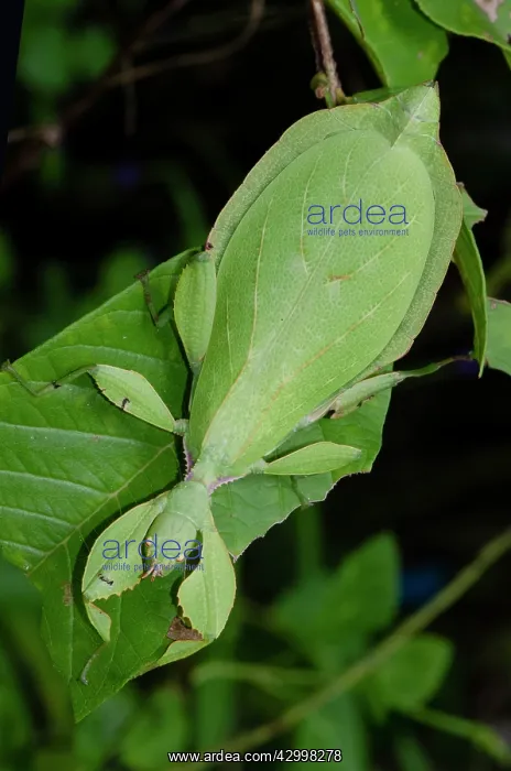  : Leaf Insect - camouflaged on leaf - Weda, Halmahera