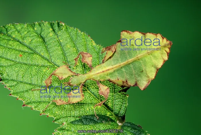 : LEAF INSECT - YOUNG ON LEAF : LEAF INSECT - YOUNG ON LEAF