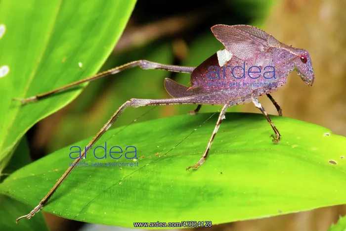 : Leaf Katydid : Leaf Katydid