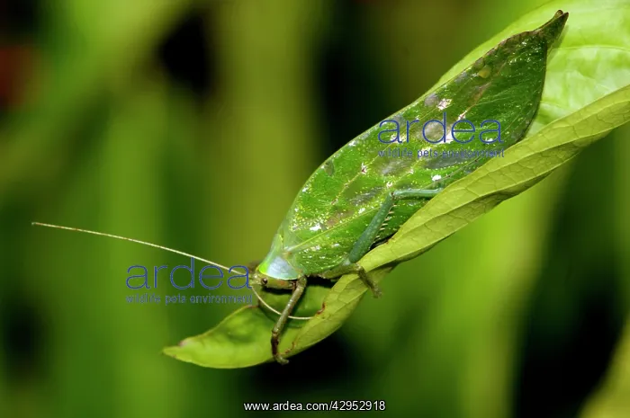 : A Leaf Katydid feeds on a leaf in undegrowth of : A Leaf Katydid feeds on a leaf in undegrowth of