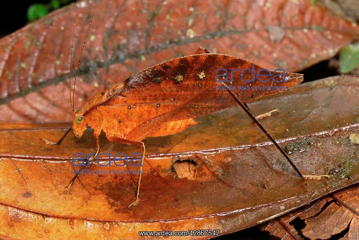 : Leaf Katydid / Sylvan Katydid : Leaf Katydid / Sylvan Katydid