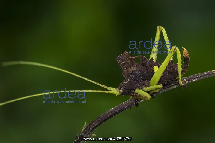 : Leaf Katydid (Typophyllum sp.) female, nymph, Tettigoniidae : Leaf Katydid (Typophyllum sp.) female, nymph, Tettigoniidae