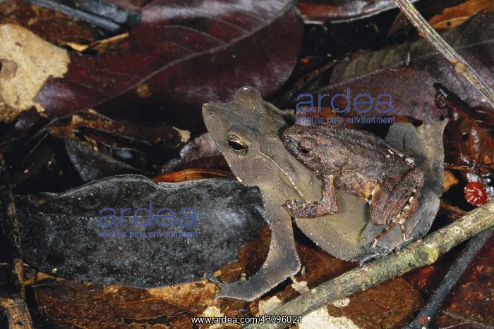 : Leaf-litter Toads : Leaf-litter Toads