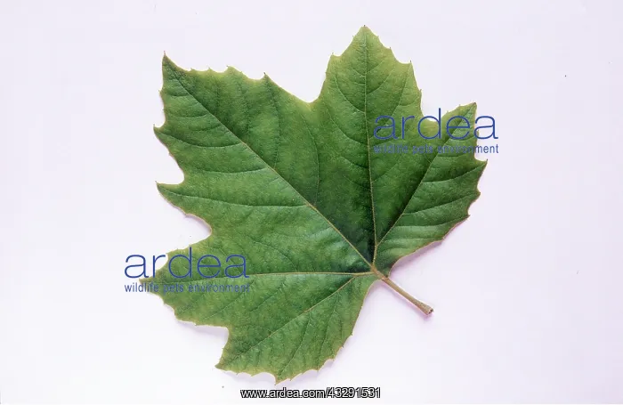 : LEAF - London Plane Tree : LEAF - London Plane Tree