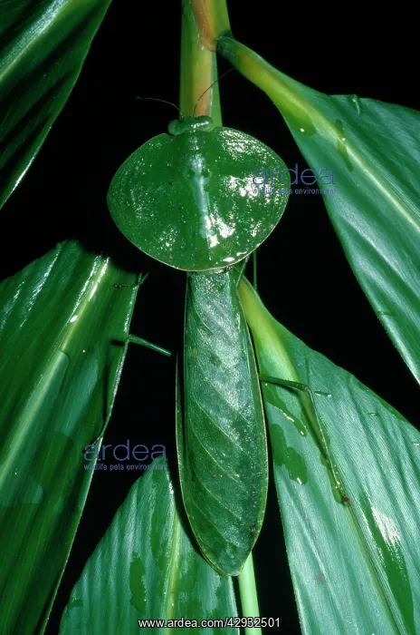  : Leaf Mantis
