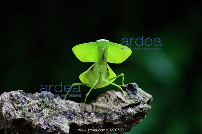 : Leaf Mantis Choeradodis rhomboidea Sarapiqui, Costa Rica IN0 : Leaf Mantis Choeradodis rhomboidea Sarapiqui, Costa Rica IN0