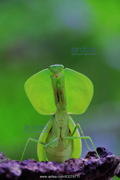: Leaf Mantis Choeradodis rhomboidea Sarapiqui, Costa Rica IN0 : Leaf Mantis Choeradodis rhomboidea Sarapiqui, Costa Rica IN0