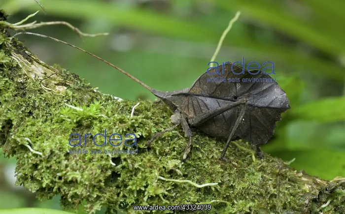 : Leaf-mimic katydid : Leaf-mimic katydid