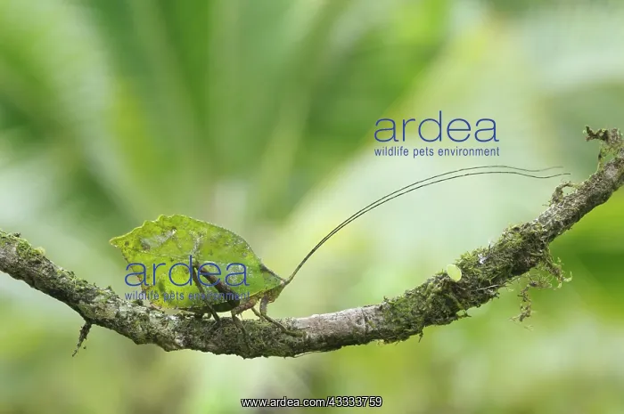 : Leaf-mimic katydid : Leaf-mimic katydid