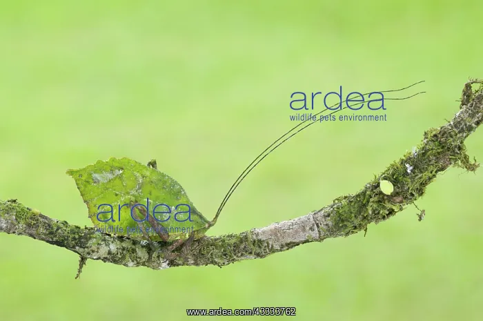 : Leaf-mimic katydid : Leaf-mimic katydid