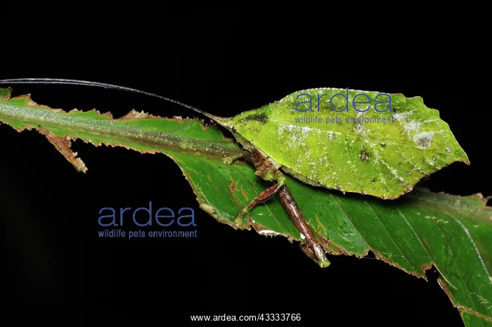 : Leaf-mimic katydid : Leaf-mimic katydid