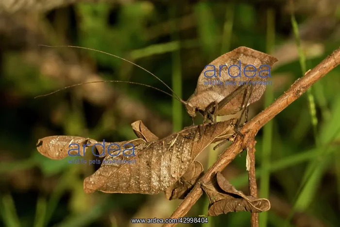 : Leaf Mimic Katydid - camouflaged to look like leaf for defen : Leaf Mimic Katydid - camouflaged to look like leaf for defen