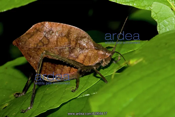 : Leaf Mimic Katydid - camouflaged to look like leaf for defen : Leaf Mimic Katydid - camouflaged to look like leaf for defen