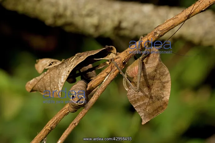 : Leaf Mimic Katydid - camouflaged to look like leaf for defen : Leaf Mimic Katydid - camouflaged to look like leaf for defen