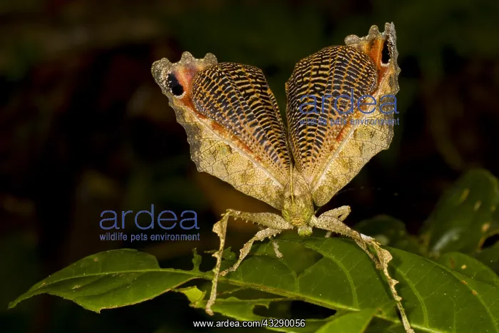 : Leaf Mimic Katydid (Tettigoniidae) using a defe : Leaf Mimic Katydid (Tettigoniidae) using a defe