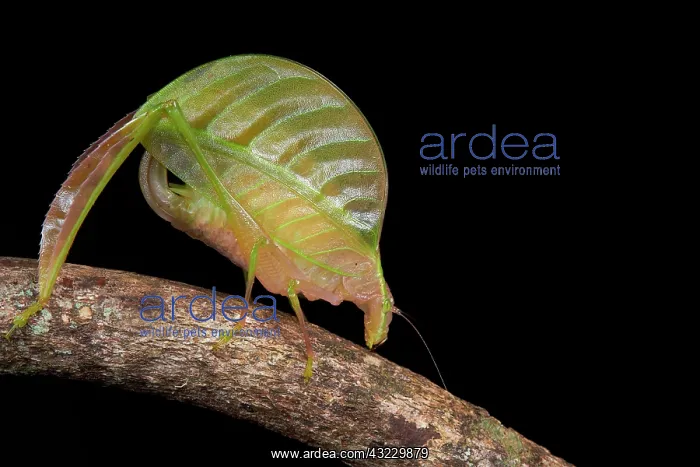: Leaf mimicking katydid. Borneo. Malaysia. Mount : Leaf mimicking katydid. Borneo. Malaysia. Mount