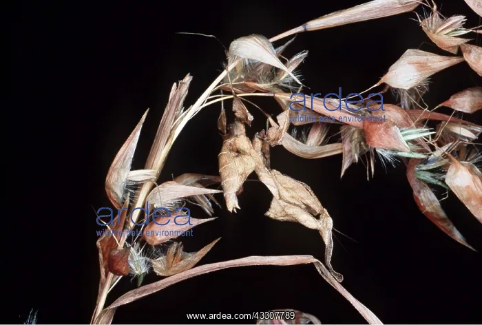 : LEAF-MIMICKING MANTIS - Upside-down sleeping posture : LEAF-MIMICKING MANTIS - Upside-down sleeping posture