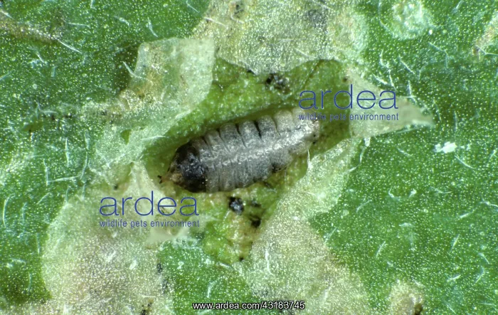 : Leaf Miner : Leaf Miner