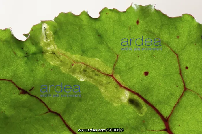 : Leaf miner damage to beet : Leaf miner damage to beet