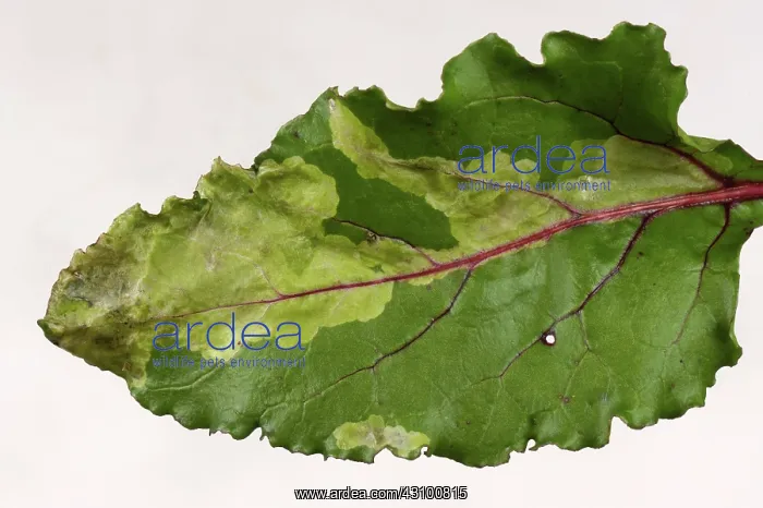 : Leaf miner damage to beet : Leaf miner damage to beet