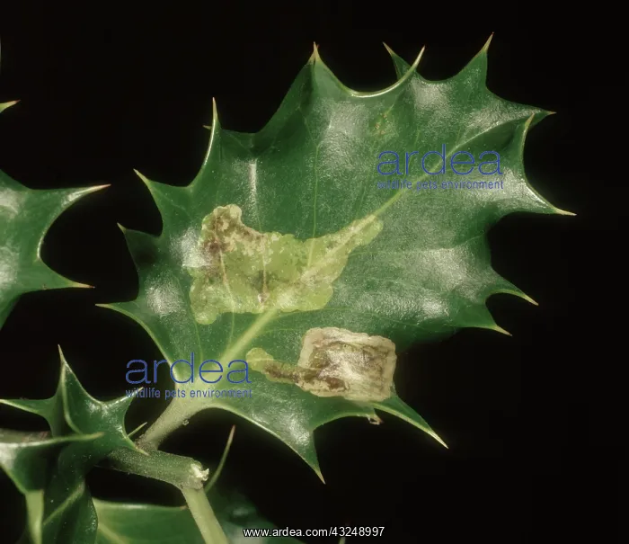 : Leaf miner damage in holly leaf : Leaf miner damage in holly leaf