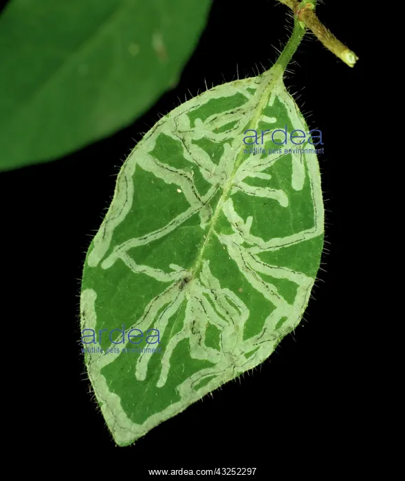 : Leaf Miner damage to honeysuckle : Leaf Miner damage to honeysuckle