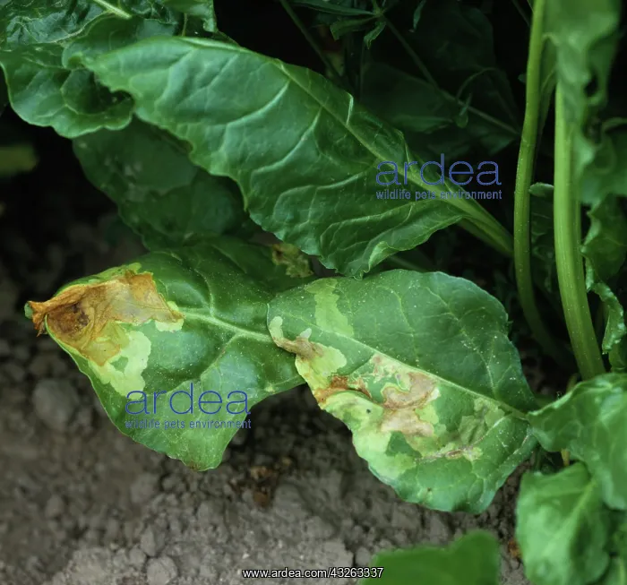 : Leaf Miner damage to Sugar Beet leaves : Leaf Miner damage to Sugar Beet leaves