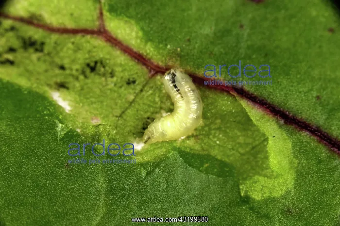 : Leaf Miner Eating Beet Leaf : Leaf Miner Eating Beet Leaf