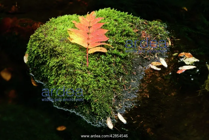  : Leaf on moss - colourful leaf on moss covered rock in brook