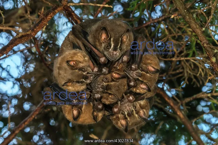 : Leaf-nosed Bat, Phyllostomidae, Cueva de los Guacharos : Leaf-nosed Bat, Phyllostomidae, Cueva de los Guacharos