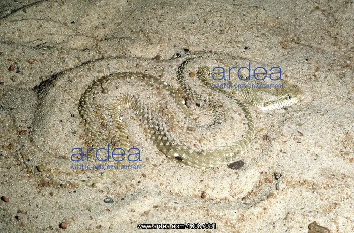 : Leaf-nosed or MacMahan's Viper : Leaf-nosed or MacMahan's Viper