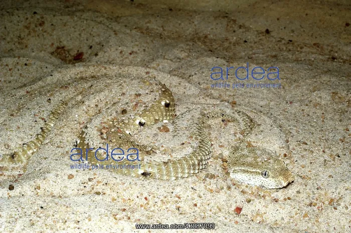 : Leaf-nosed or MacMahan's Viper : Leaf-nosed or MacMahan's Viper
