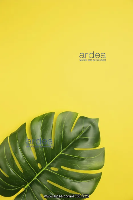  : Leaf palm tree orange background