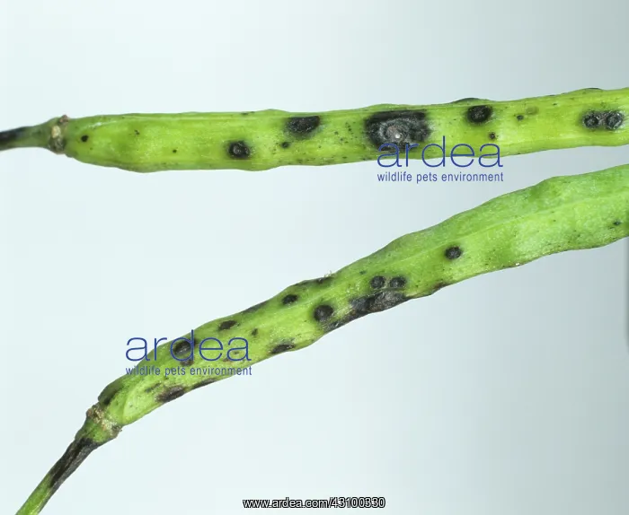 : Leaf & pod spot (Alternaria brassicae) : Leaf & pod spot (Alternaria brassicae)