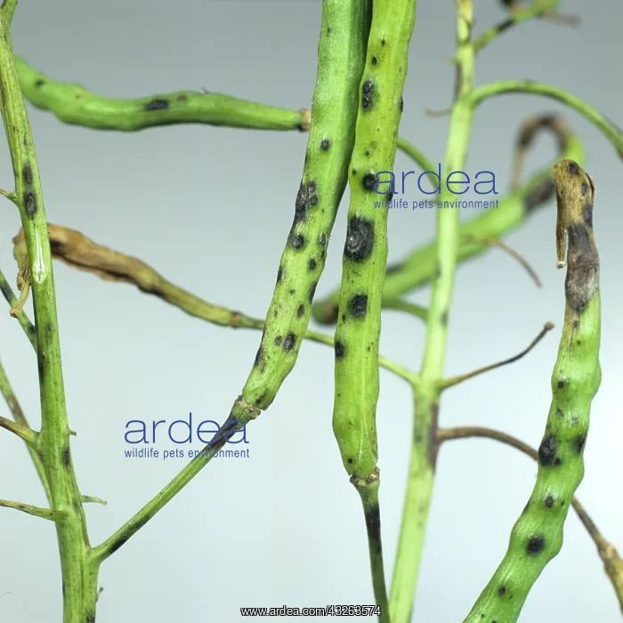 : Leaf and pod spot on oilseed rape : Leaf and pod spot on oilseed rape
