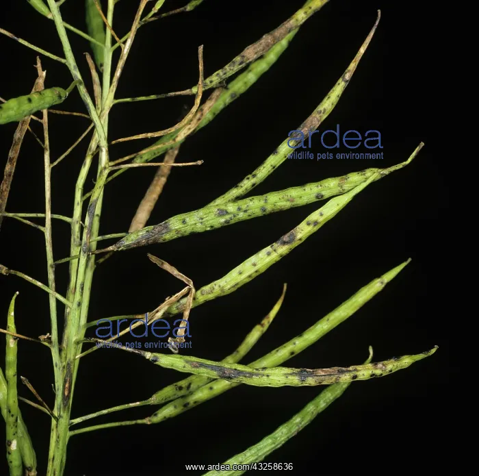 : Leaf and Pod Spot on Oilseed Rape plant : Leaf and Pod Spot on Oilseed Rape plant