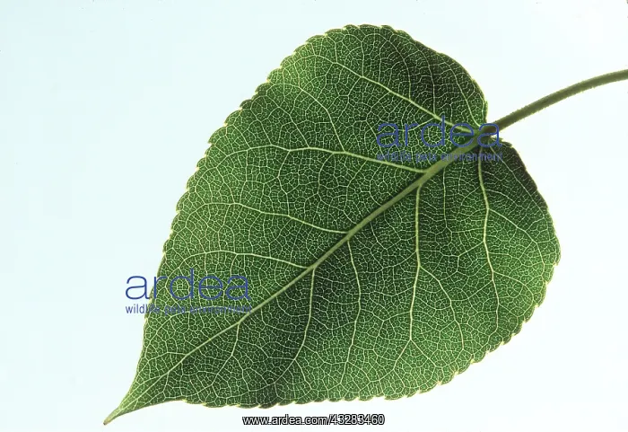 : LEAF OF POPLAR - close-up : LEAF OF POPLAR - close-up