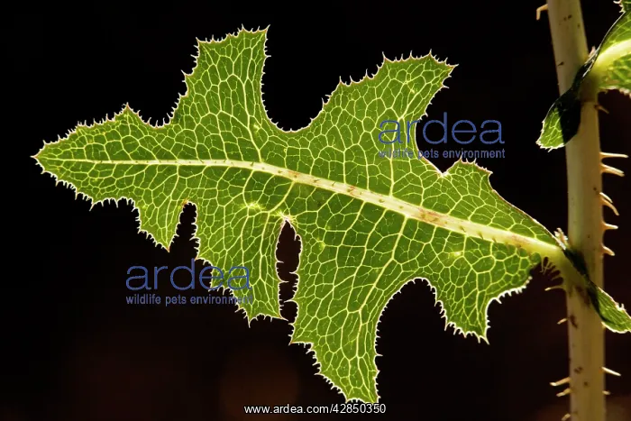 : Leaf of prickly lettuce - held horizontally, angled : Leaf of prickly lettuce - held horizontally, angled