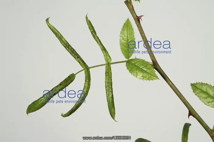 : Leaf rolling rose sawfly damage : Leaf rolling rose sawfly damage