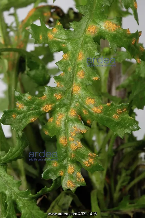 : Leaf rust on Groundsel : Leaf rust on Groundsel