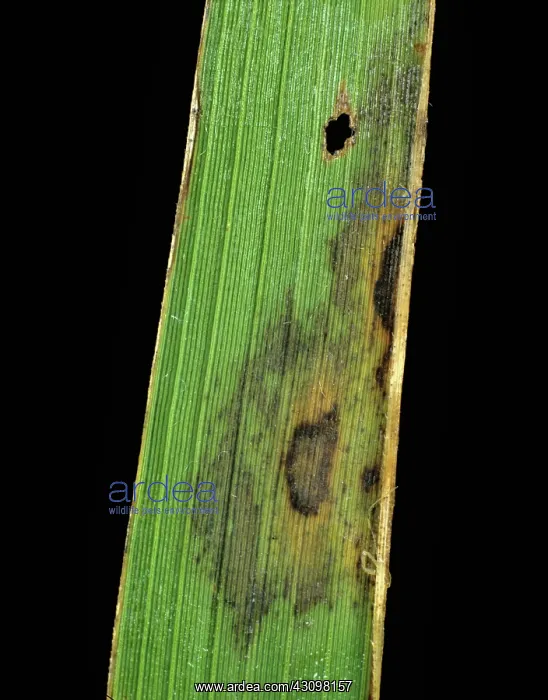 : Leaf scald (Gerlachia oryzae) : Leaf scald (Gerlachia oryzae)