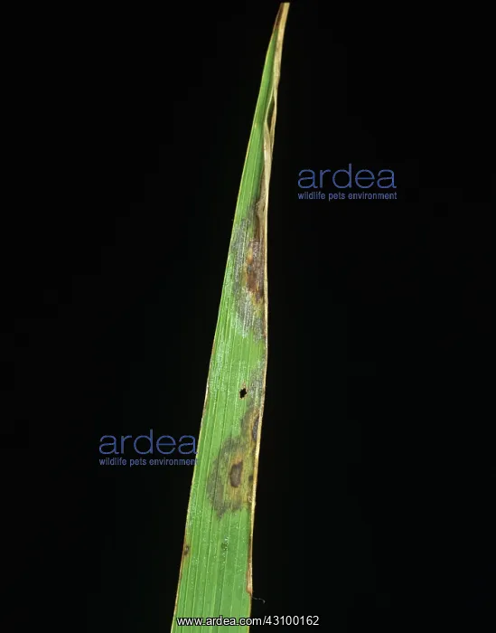 : Leaf scald (Gerlachia oryzae) : Leaf scald (Gerlachia oryzae)